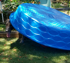 Rocket Has Pool, Will Travel